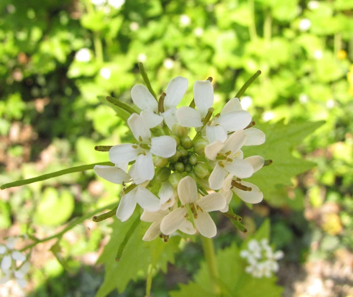 a white flower that is blooming near some leaves