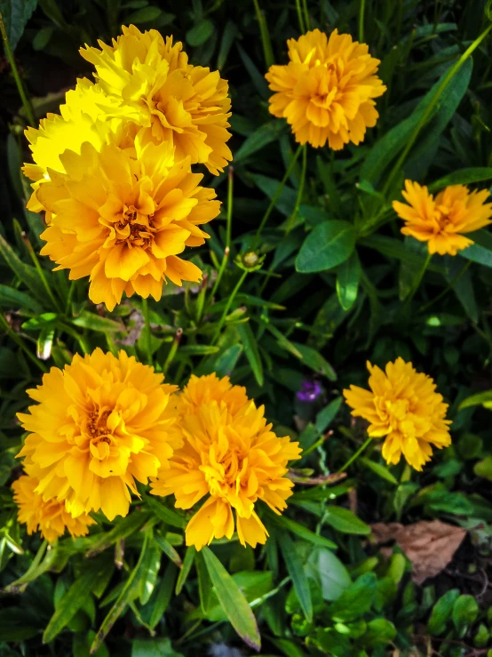 yellow flowers with leaves all around them