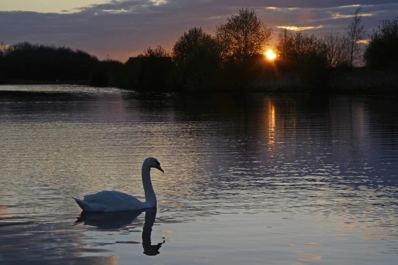 a swan is swimming in the river at sunset