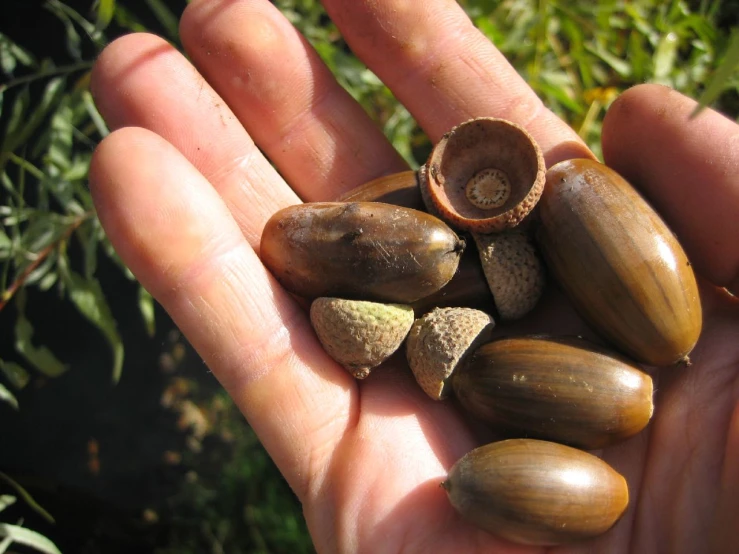 a hand holds a handful of nuthells in their palm