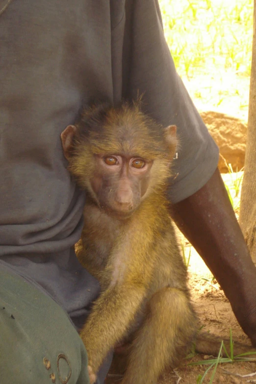 a little monkey sitting on the side of a man