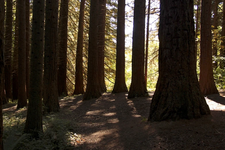 a group of trees sitting in a forest