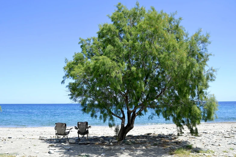 there are two chairs under the tree on the beach