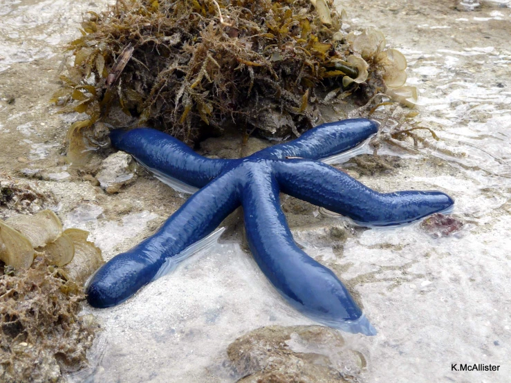 two blue colored plastic objects are on some mud