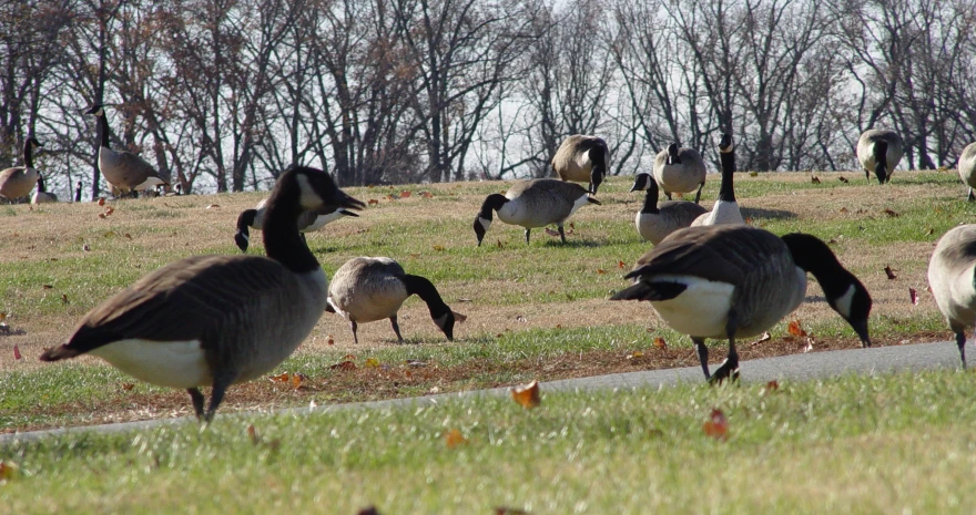 several ducks walking along the side of a road