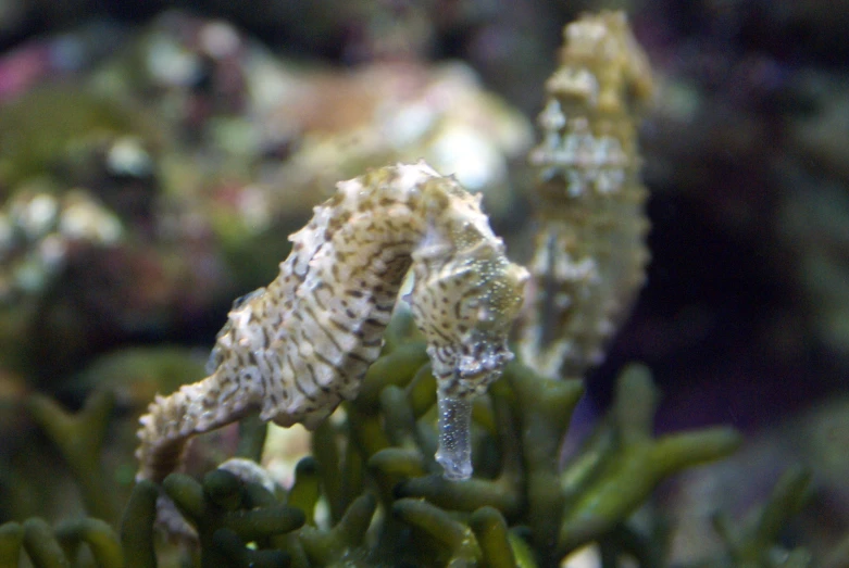 closeup image of sea horse in an aquarium