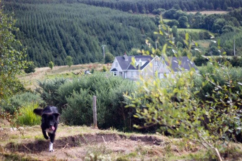 a dog walking down the road past some trees