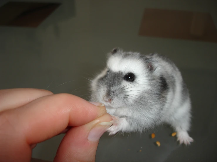 the small mouse is eating from the human's hand