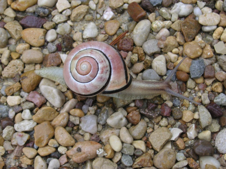 a snail with an oval shell laying on some pebbles