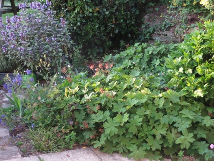 a lot of green and purple flowers growing on a garden slope