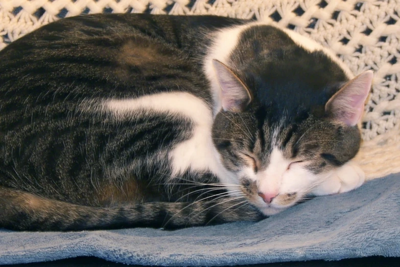 a striped cat sitting on top of a couch