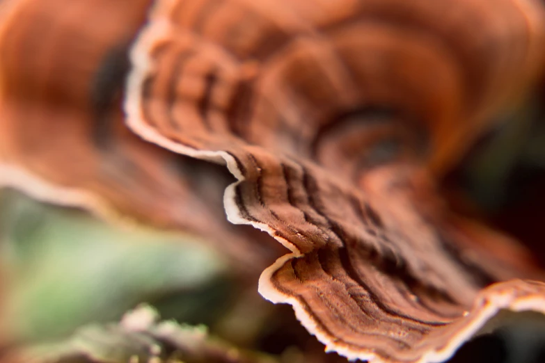 closeup picture of a single mushroom on the forest floor