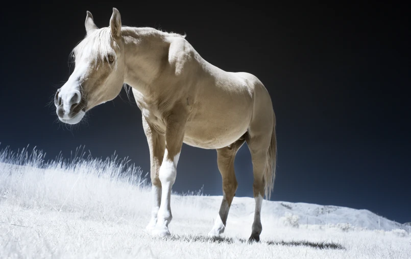 there is a horse standing alone in the snow