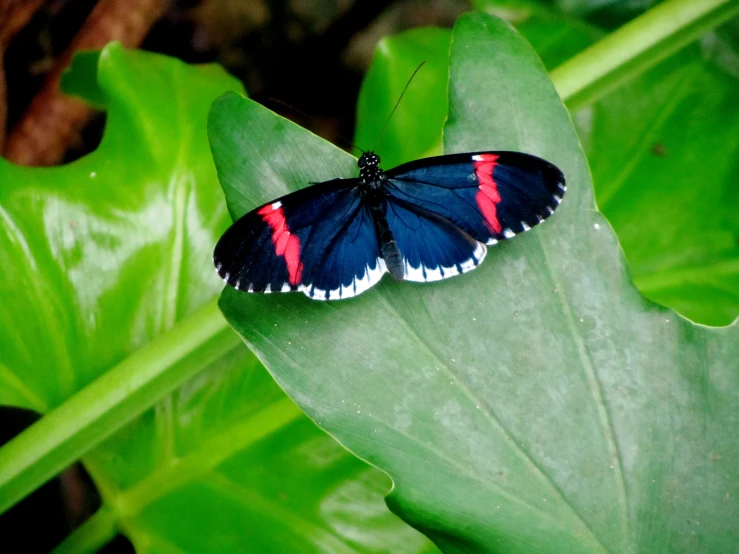 a blue erfly is perched on a green leaf