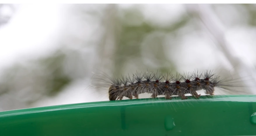 a caterpillar perched on top of a green pole