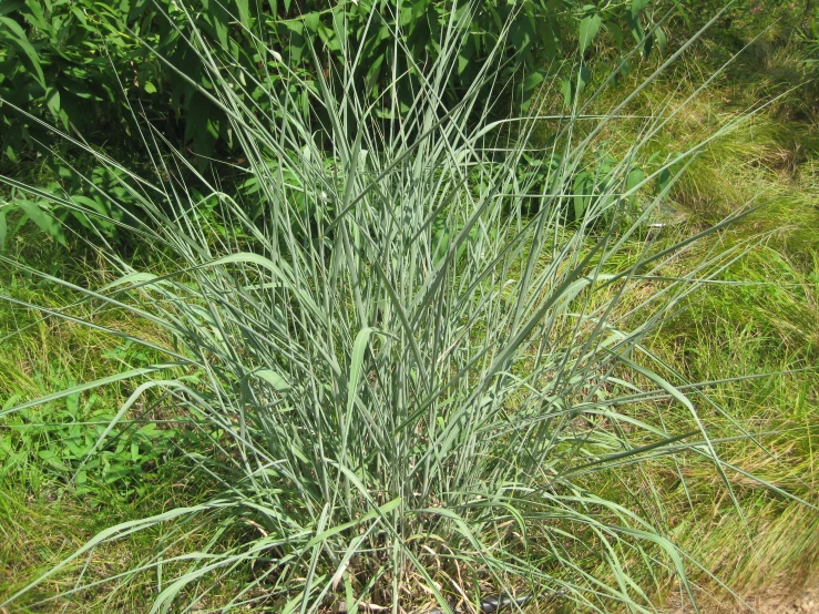 a small green bush with lots of tall grass