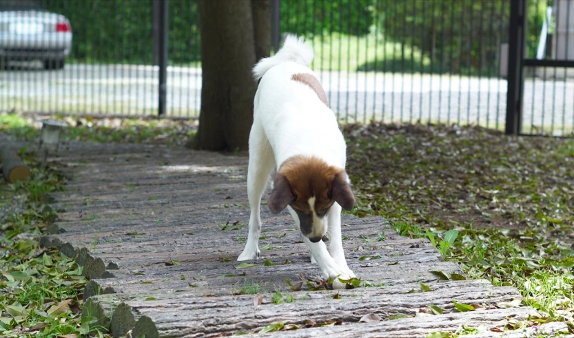 a dog is on the sidewalk looking for food