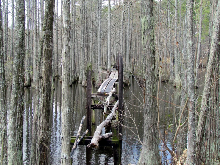 an old wooden bridge sits between trees in swamp