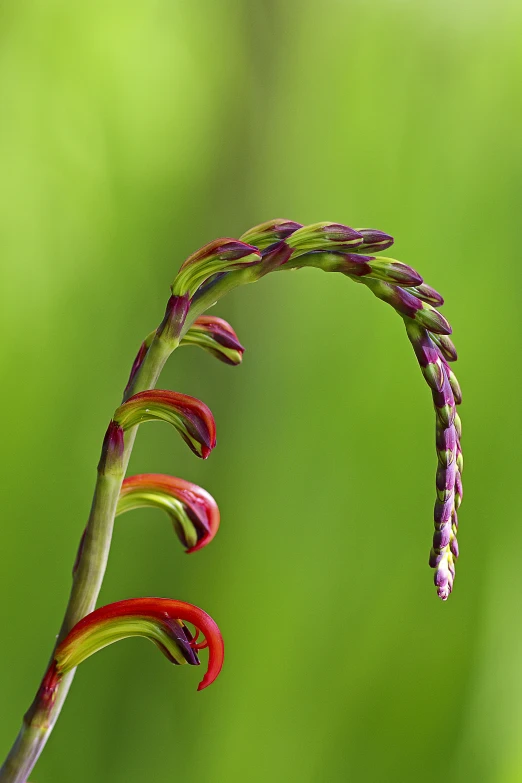 the end of a plant with purple flowers and red leaves