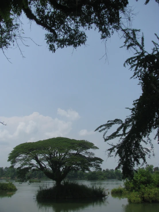 a tree standing by the water's edge in the open