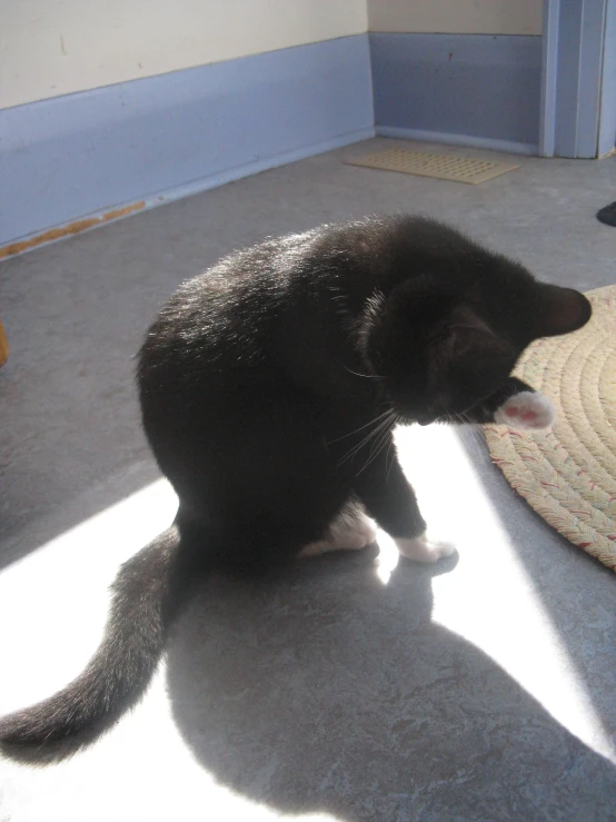 a cat sitting on the ground on its back legs