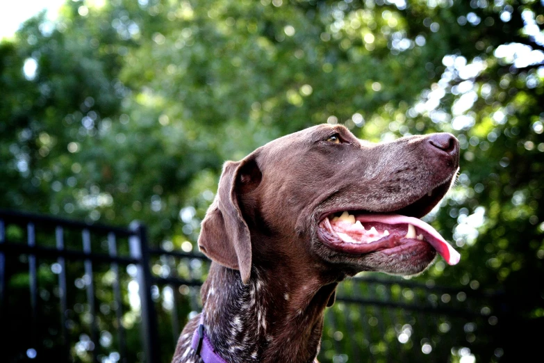 a dog with his tongue out outside on the grass