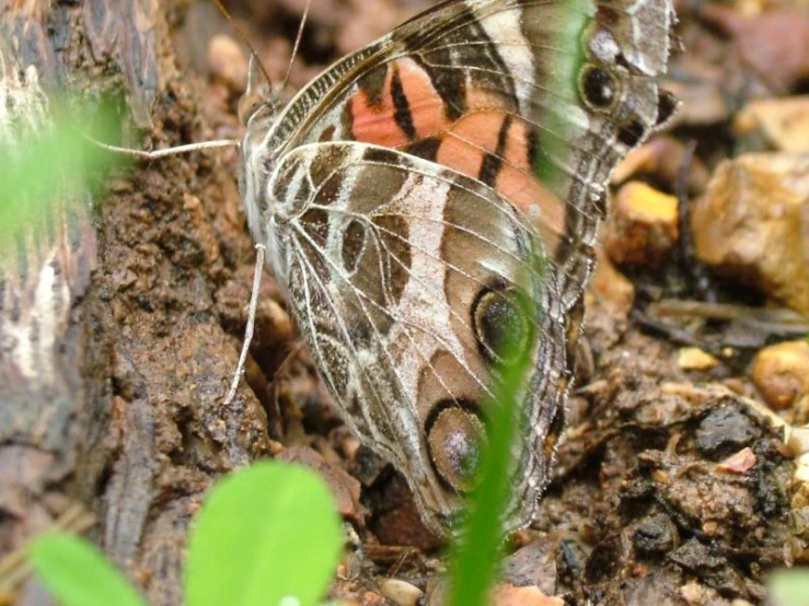 the erfly has been resting on the ground