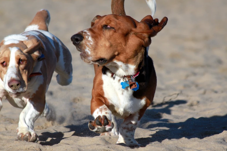 two dogs in a sandy area playing with each other