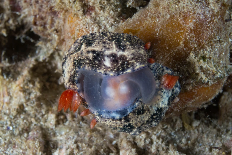 a blue and purple crab is nestled between some dirt