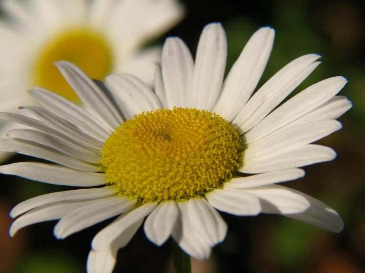 close up view of white and yellow daisies