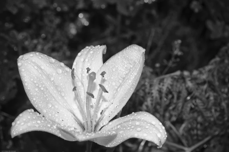 a large white flower is near a bush