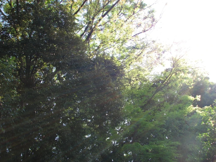 trees and grass are covered with sunlight