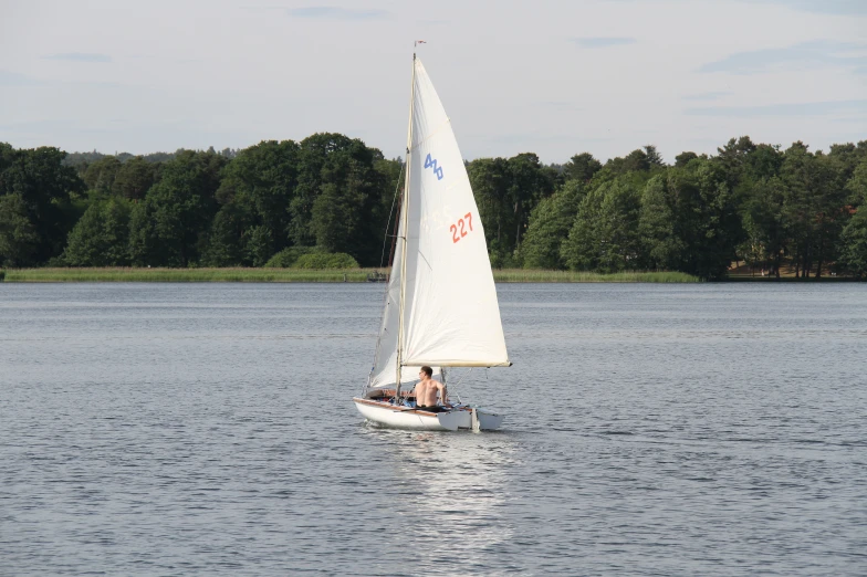 small sailboat in open body of water near large wooded area