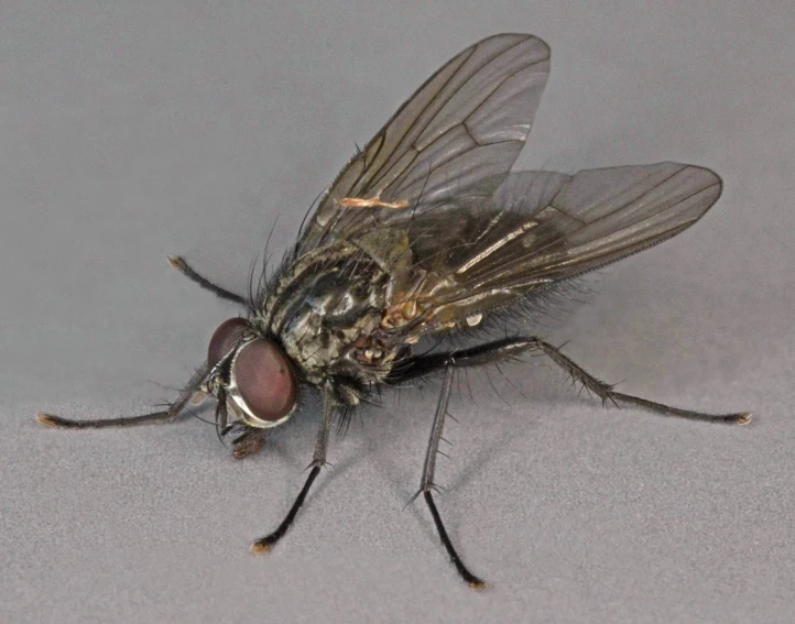 a fly sitting on top of a gray surface