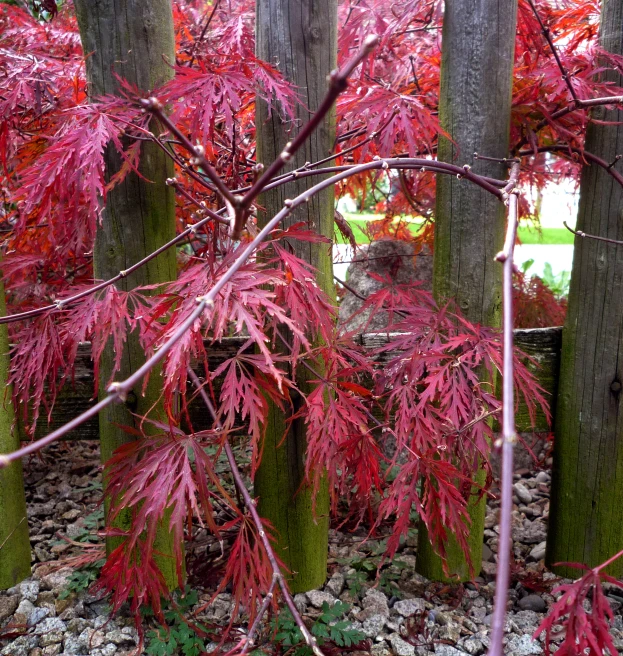 red leaves cover trees, rocks and stones