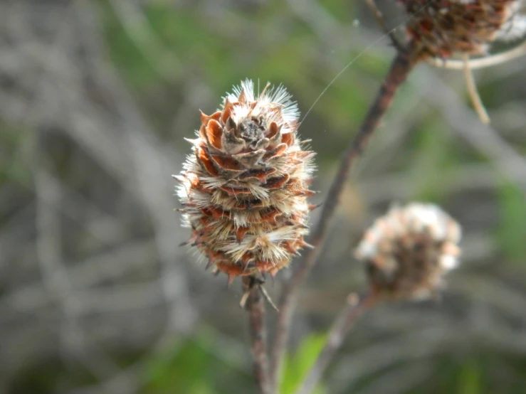 a picture of two wildflowers with no leaves