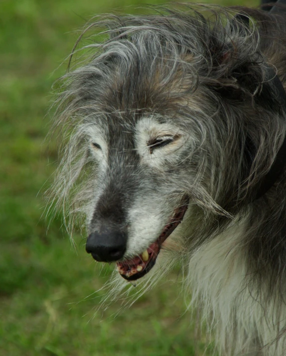 a gray and white dog with a funny look