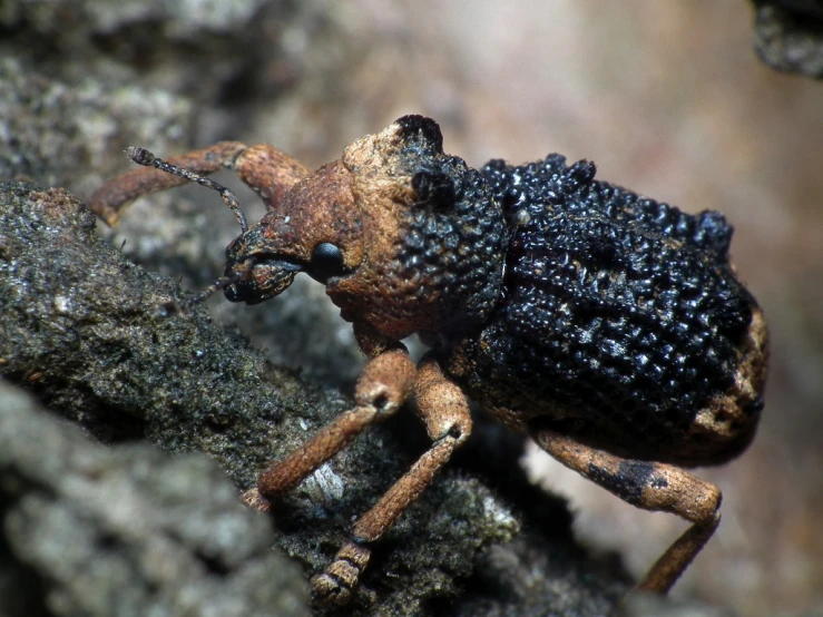 a bug with black and brown spots is on a rock