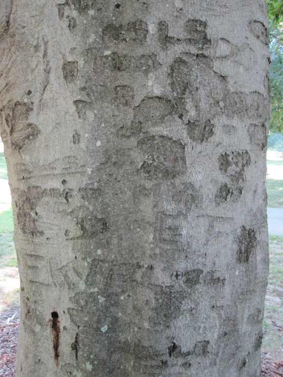 the trunk of a tree with bark showing and traces