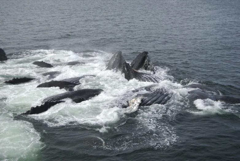 a group of whale tails out in the water