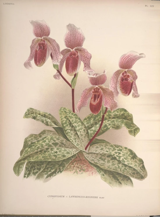 vintage engraving of a pink flower with leaves