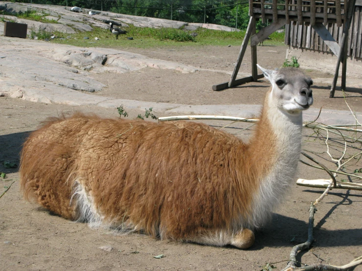 an alpaca laying down in dirt next to fence and tree