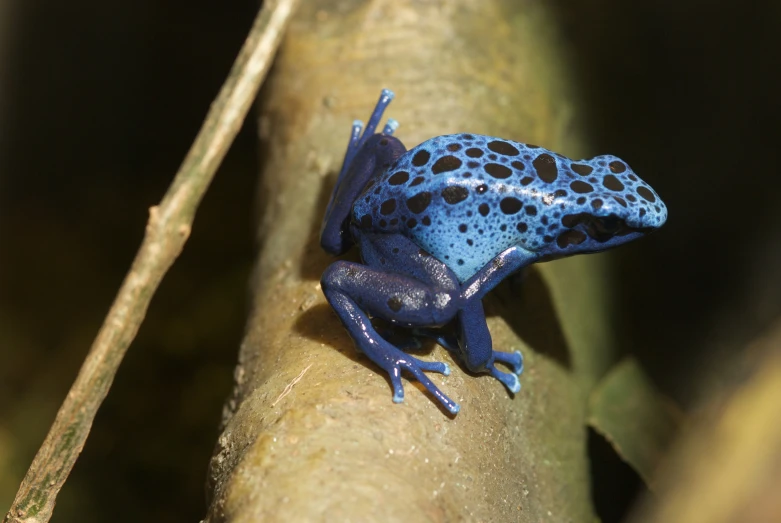 a close up of a frog on a tree nch