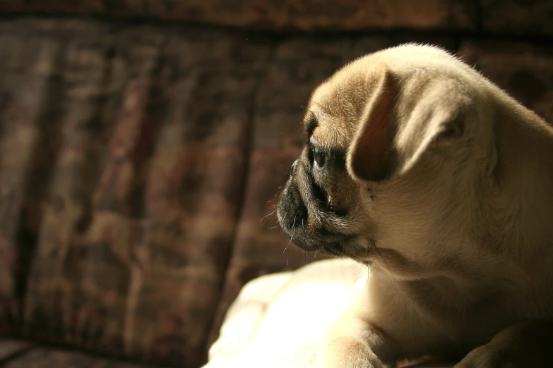 the pug is sitting on the couch staring straight ahead