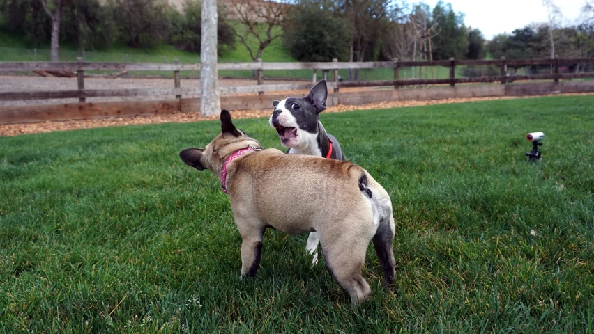 two dogs are playing with a ball in a field