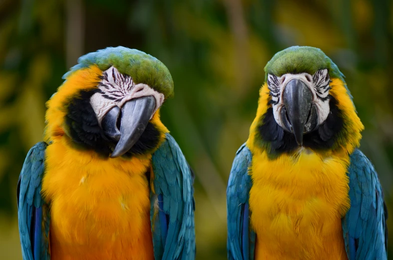two multicolored macaws with big faces standing side by side
