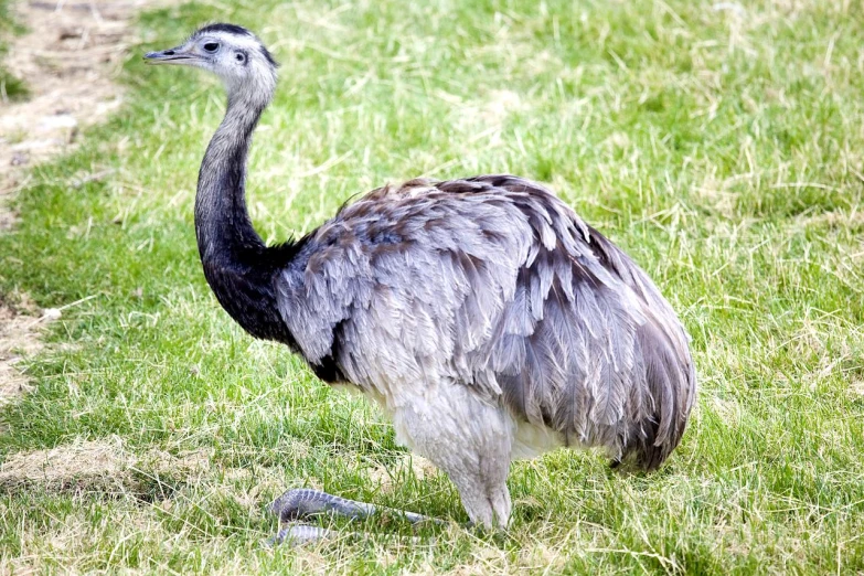 an ostrich with long legs stands on grass