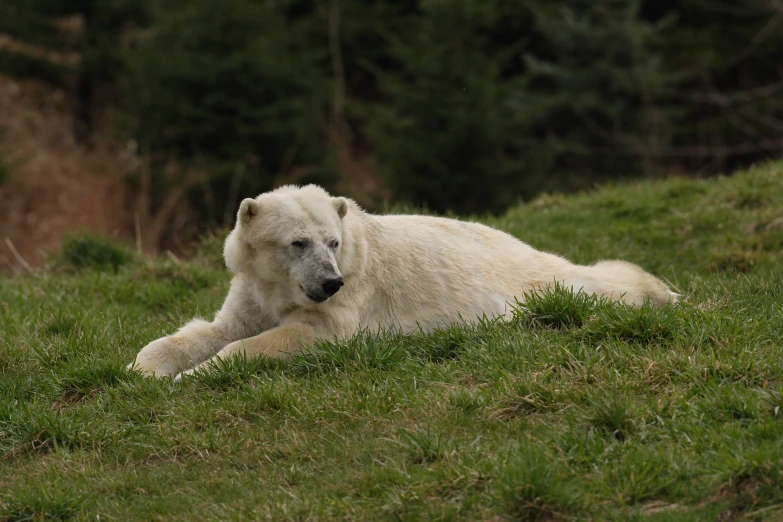 a large white polar bear laying in a field
