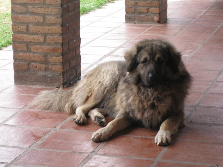 a large, furry dog rests against a brick wall