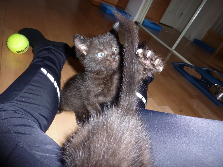 a pair of hands holding two kittens with tennis ball in the background